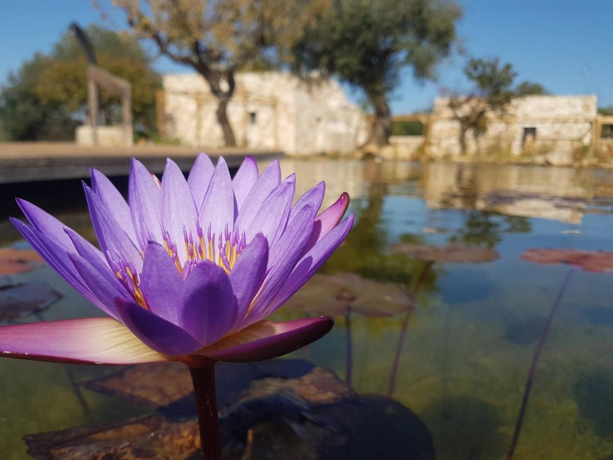Il Fiore Della Vita Trulli Country House 孔韦尔萨诺 外观 照片